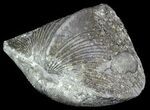 Pyrite Replaced Brachiopod (Paraspirifer) - Ohio #52699-1